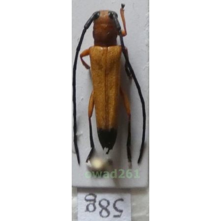 Nupserha ustulata (Erichson, 1834) Philippines58g